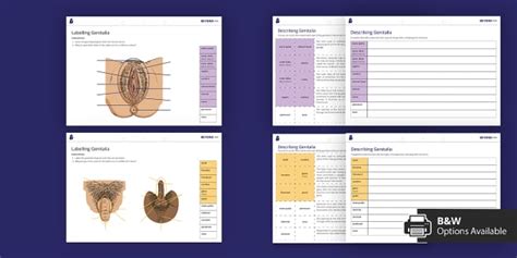 Labelling And Describing Genitalia Activity Teacher Made