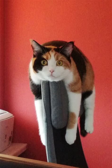 Meet Asami, our british shorthair calico with weird resting habits (all