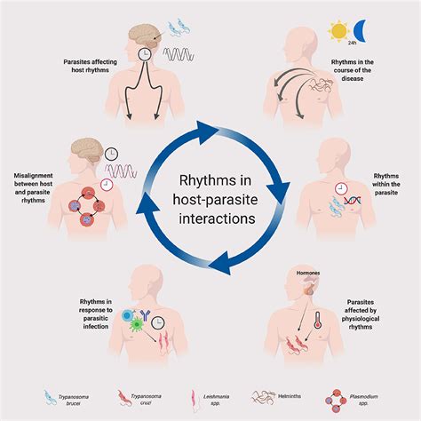 Frontiers The Complex Interplay Of Parasites Their Hosts And Circadian Clocks