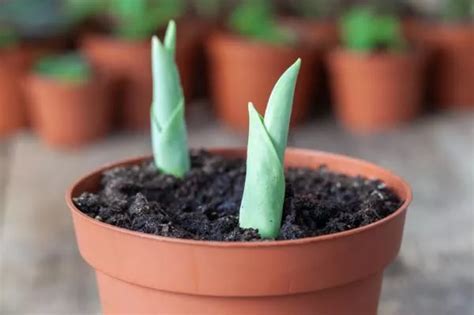 How To Care For Potted Tulips Simple Guide With Videos