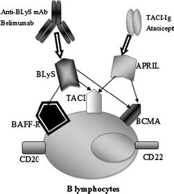 Survival Of B Lymphocytes Maintained By BLyS And APRIL Blockade Of The