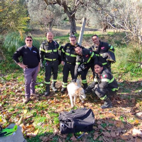 Reggio Cane Cade In Un Pozzo Di Metri Lo Salvano I Vigili Del