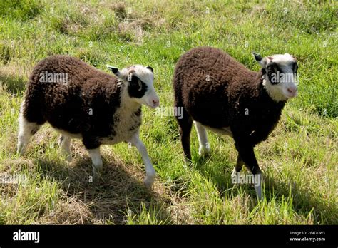 Zwei Shetland-Het, 3 Monate alte Lämmer, schwarz mit schwarzen Augen ...
