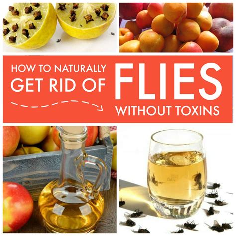 Get Rid Of Flies Naturally Get Rid Of Flies Homemade Fly Traps