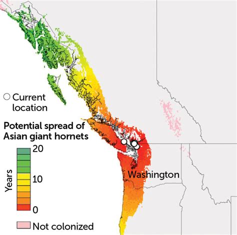 A New Map Shows Where ‘murder Hornets Could Spread In The Us Science News