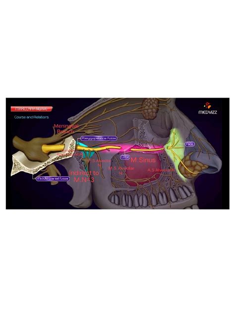 Maxillary Nerve | PDF