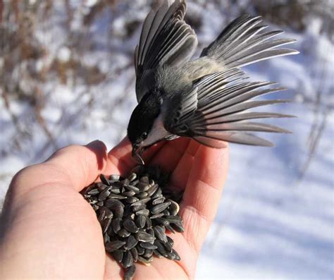 How To Take Care Of Birds In 6 Simple Steps