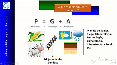 ¿qué Es El Mejoramiento Genético Youtube