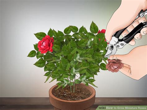 How To Grow Miniature Roses With Pictures Wikihow