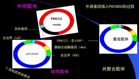 农杆菌载体Ti质粒的基本知识 知乎