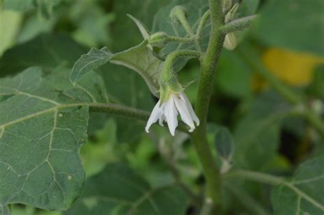 Solanum aethiopicum (Introduced) – eFlora of India