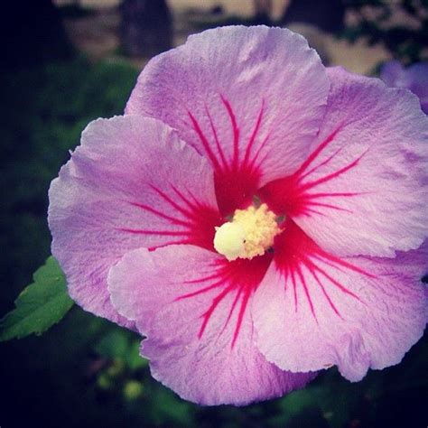 South Korea National Flower Mugunghwa Rose Of Sharon