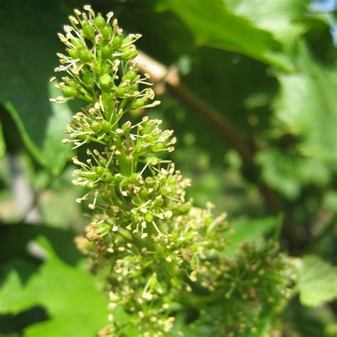 Domaine Du Ch Teau De Pierreclos Grands Vins De Bourgogne