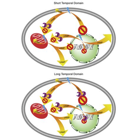 Compartmentalized Camp Generation By Engineered Photoactivated Adenylyl