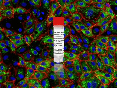 Human Brain Microvascular Endothelial Cells Hbmvec Ixcells