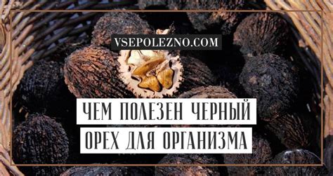 Черный орех: полезные свойства и противопоказания, особенности применения