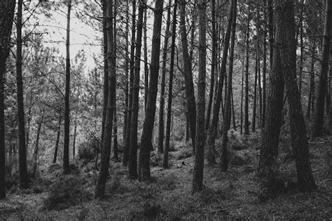 Premium Photo | Forest in fog in black and white