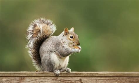 Are Squirrels Rodents? - A-Z Animals