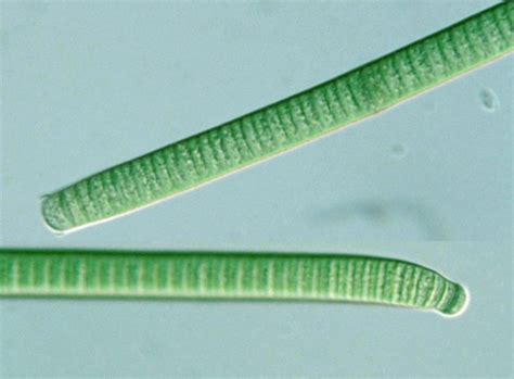 Oscillatoria Princeps