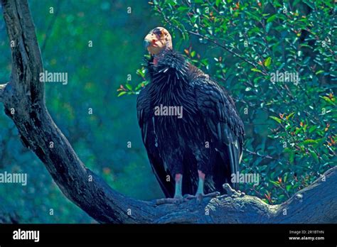 Californian Condor, California Condors, Vultures, Birds of Prey ...