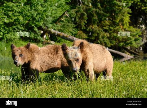 High Protein Content Hi Res Stock Photography And Images Alamy