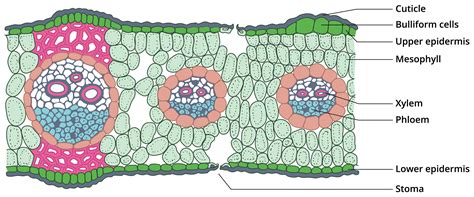 Internal Structure Of Monocot Leaf Grass Leaf Lesson Science State