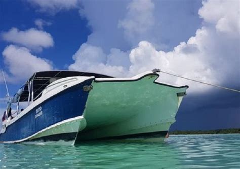 Nado Os Golfinhos Em Punta Cana Dicas Incr Veis