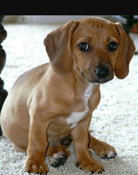 Beagle Dachshund Mix Dachshund Mix Boxer Mix Puppies Calm Dogs