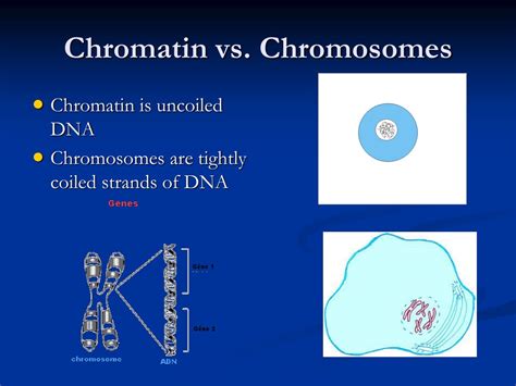 PPT - The Cell Cycle: Understanding Cell Division Process PowerPoint ... 