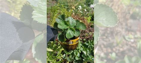 Рассада клубники купить в Тюмени | Товары для дома и дачи | Авито