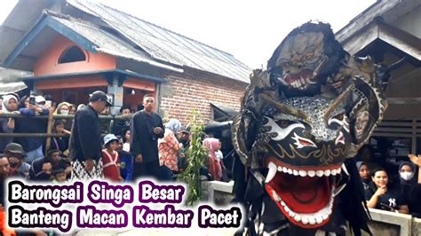 Bantengan Pacet Singoan Macan Kembar Pacet Youtube