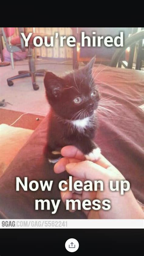 Cat Memes Clean Memes For Kids