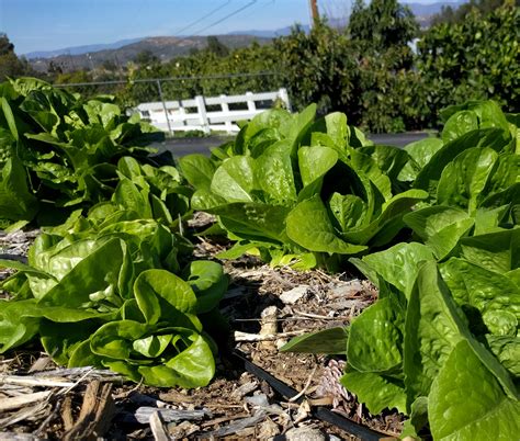 Growing and harvesting lettuce in Southern California - Greg Alder's