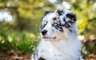 White Australian Shepherd Blue Eyes