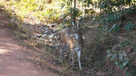 Bharatpur Wildlife Sanctuary Forest Jungle Safari Chandaka