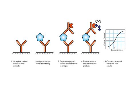 In praise of the ELISA | Scientist Live