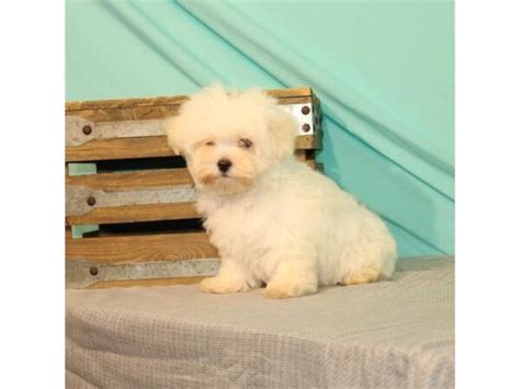 Maltese Dog Female White 3387491 Petland Lake St Louis And Fenton Mo