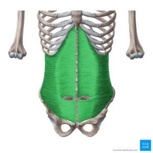 Slim Your Waist by Working Your Transverse Abdominis - Custom Pilates ...