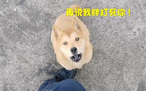 【中华田园犬】一月未见小黄狗，美人狗胖成了球，狠狠撸一把！哔哩哔哩bilibili