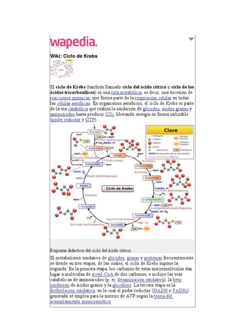 Pdf Ciclo De Krebs Dokumen Tips