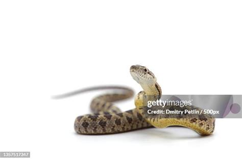 White Viper Snake Photos and Premium High Res Pictures - Getty Images