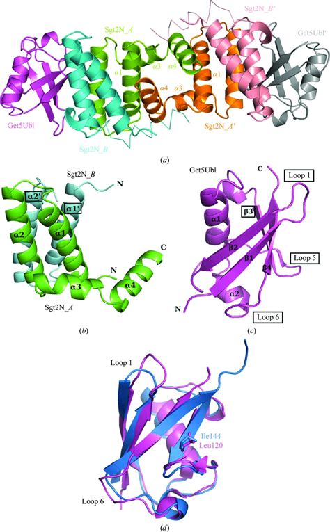 Iucr Structure Of The Sgt2 Dimerization Domain Complexed With The