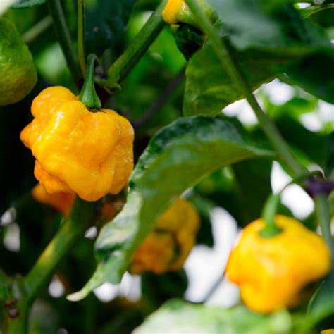 Organic Jamaican Hot Yellow Pepper Seeds Capsicum Annuum Very Hot Bright Yellow Peppers Great