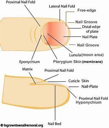 Proximal Nail Fold Diagram - NAIL HUK