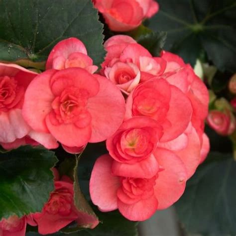 Bégonia elatior Begonia à fleurs Plantation arrosage et entretien