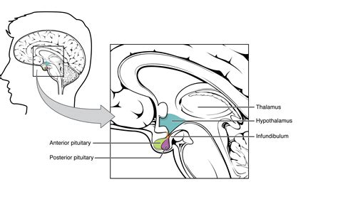 Hypothalamus And Pituitary Basic Human Physiology