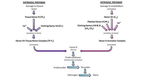 Schematic Representation Of Both Intrinsic And Extrinsic Pathways