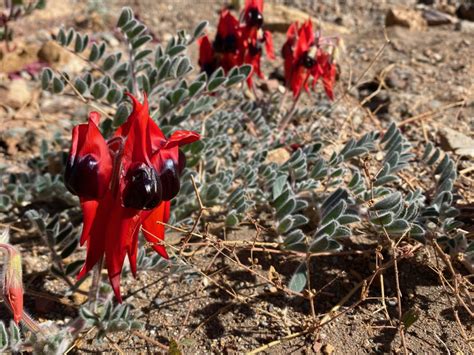 Sturt's Desert Pea • Flinders Ranges Field Naturalists