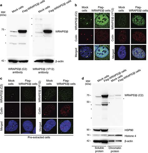 Overexpressed WRAP53β disrupts Cajal bodies and the overexpressed