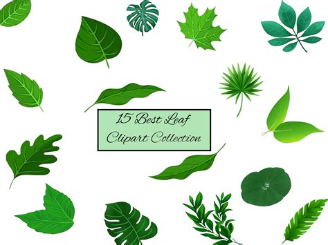 Green Leaf PNG Clip Art Greenery Clipart Digital Download - Etsy